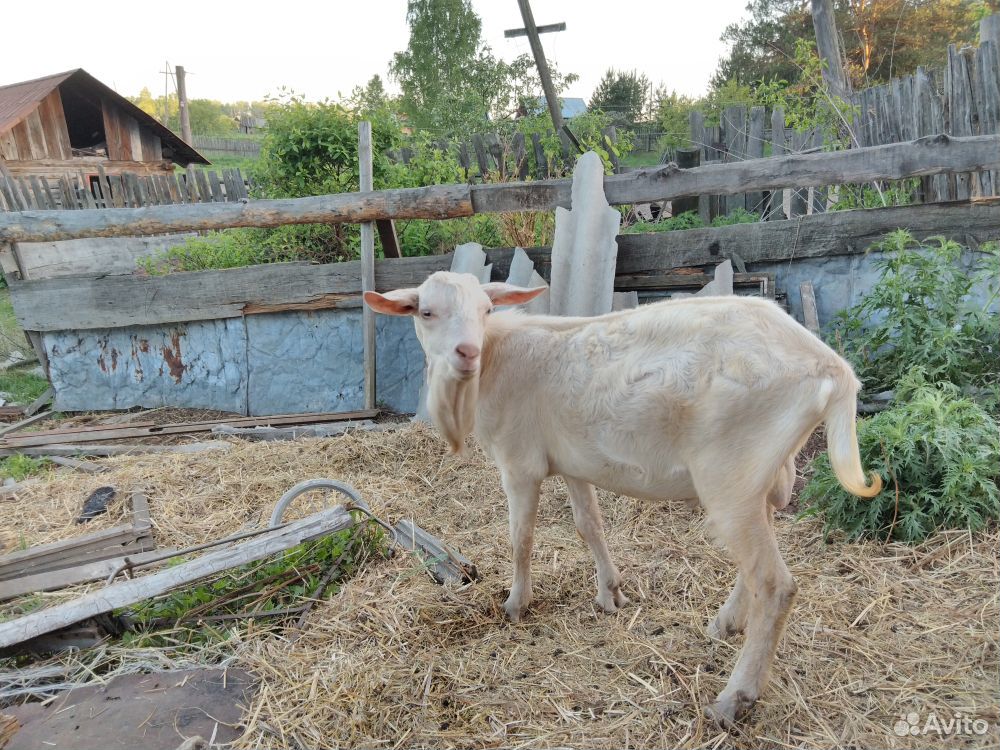 Козел зааненский, нубиец, безрогие козы купить на Зозу.ру - фотография № 2
