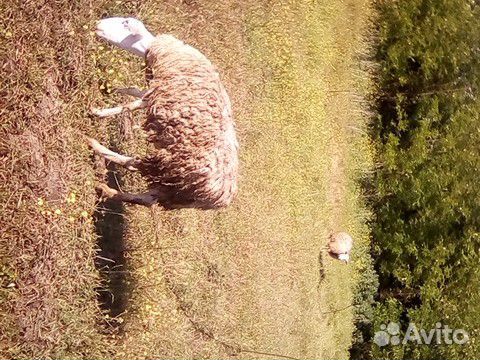 Продаю три овци один баран 4 месяца барану купить на Зозу.ру - фотография № 1