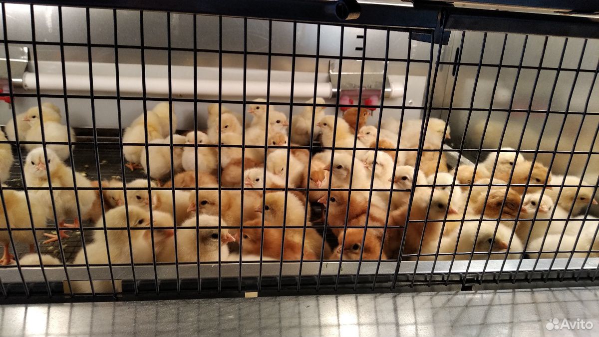 Цыплята породы Ломан Браун купить на Зозу.ру - фотография № 1