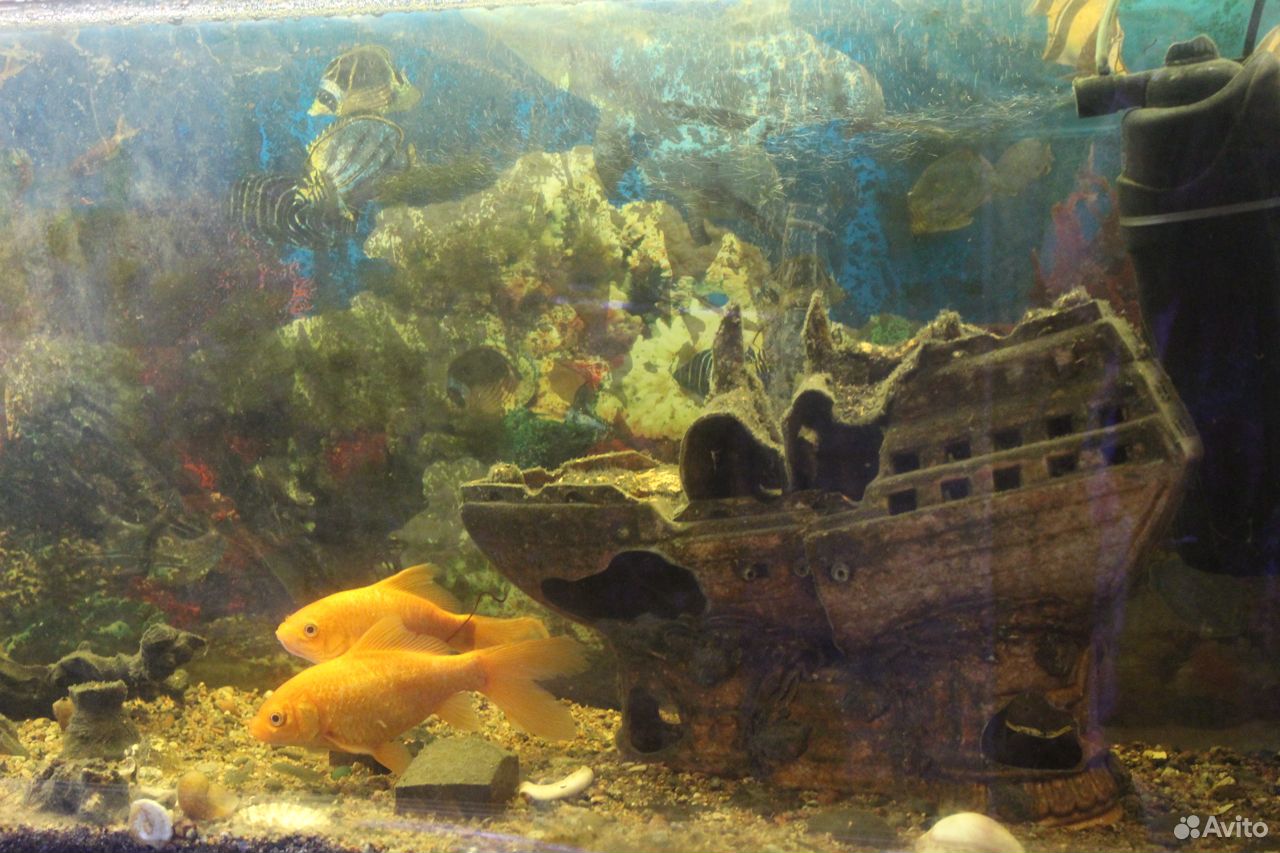 Продажа аквариума купить на Зозу.ру - фотография № 3