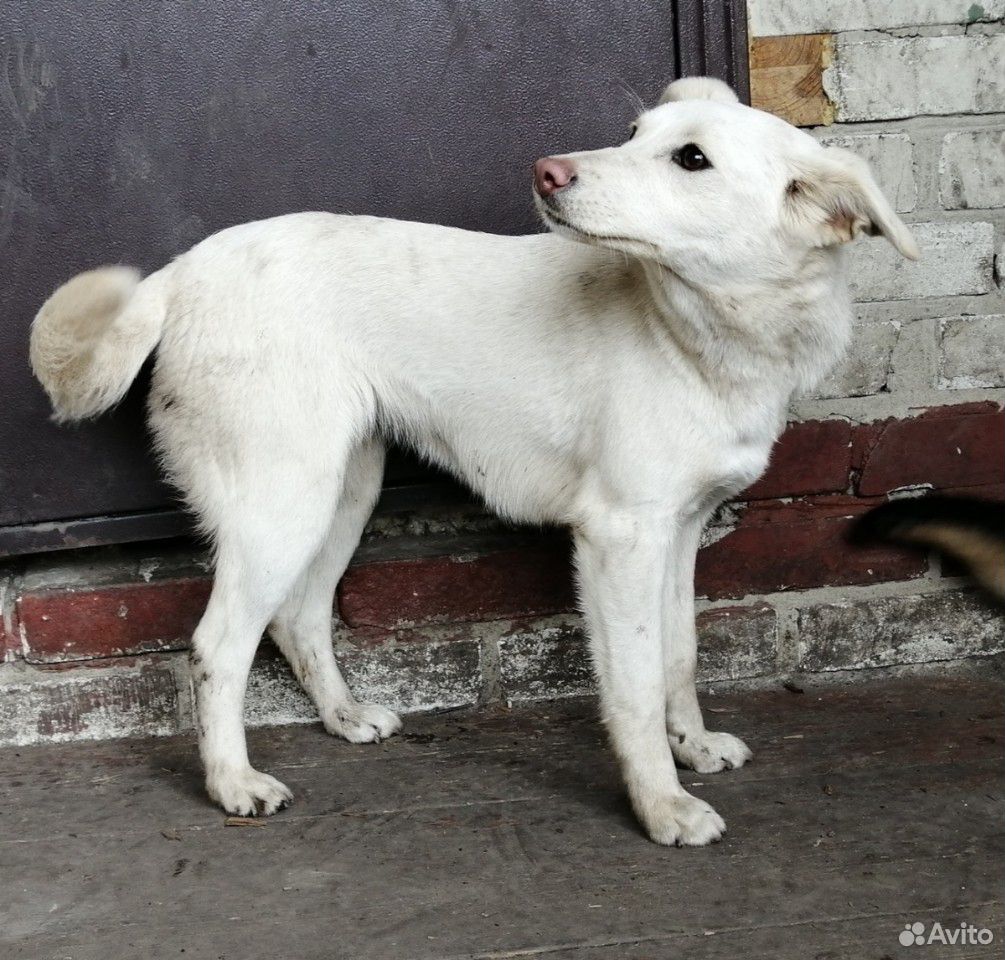 Мелкая, стерилизованная собачка купить на Зозу.ру - фотография № 1
