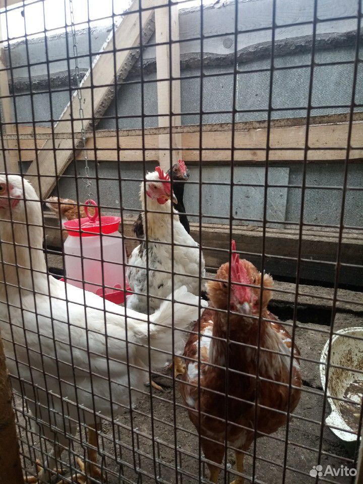 Цыплята несушек купить на Зозу.ру - фотография № 2