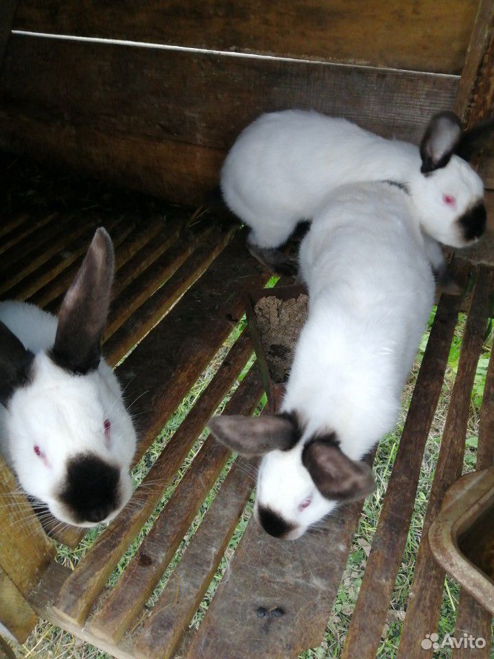 Кролики калифорнийские, бургундские купить на Зозу.ру - фотография № 1