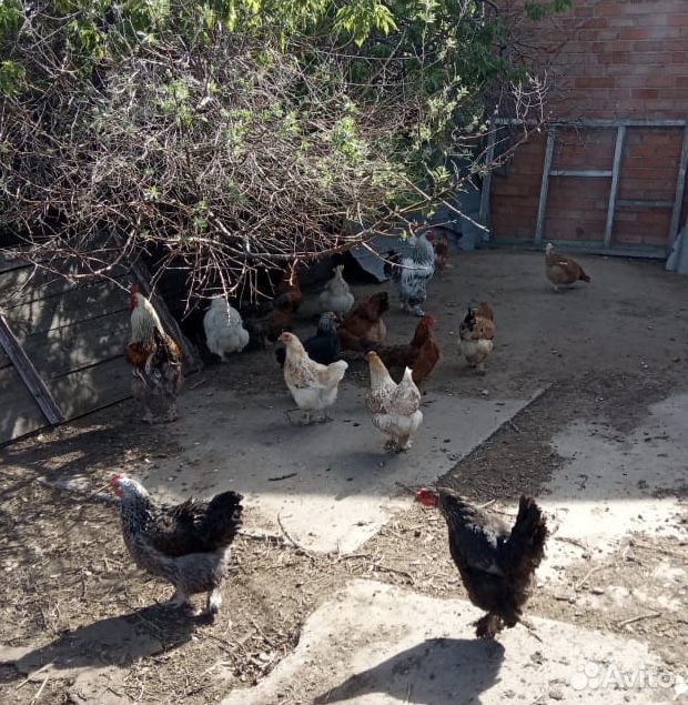 Домашние цыплята и куры купить на Зозу.ру - фотография № 3