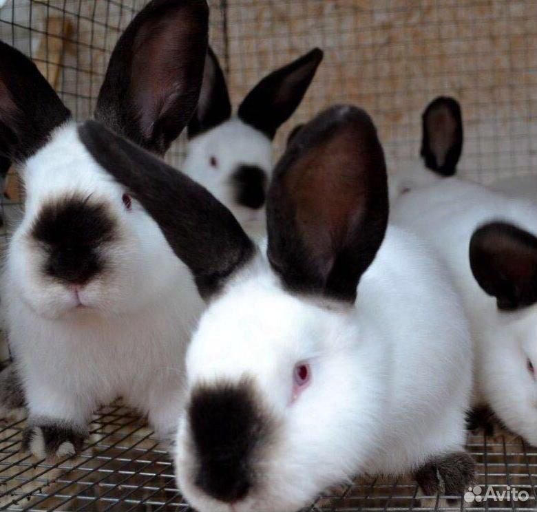 Калифорнийские кролики купить на Зозу.ру - фотография № 1
