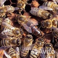 Продажа пчелы матки купить на Зозу.ру - фотография № 2