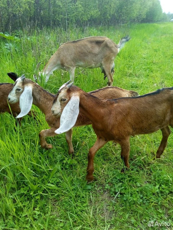 Продаются нубийские козы купить на Зозу.ру - фотография № 1