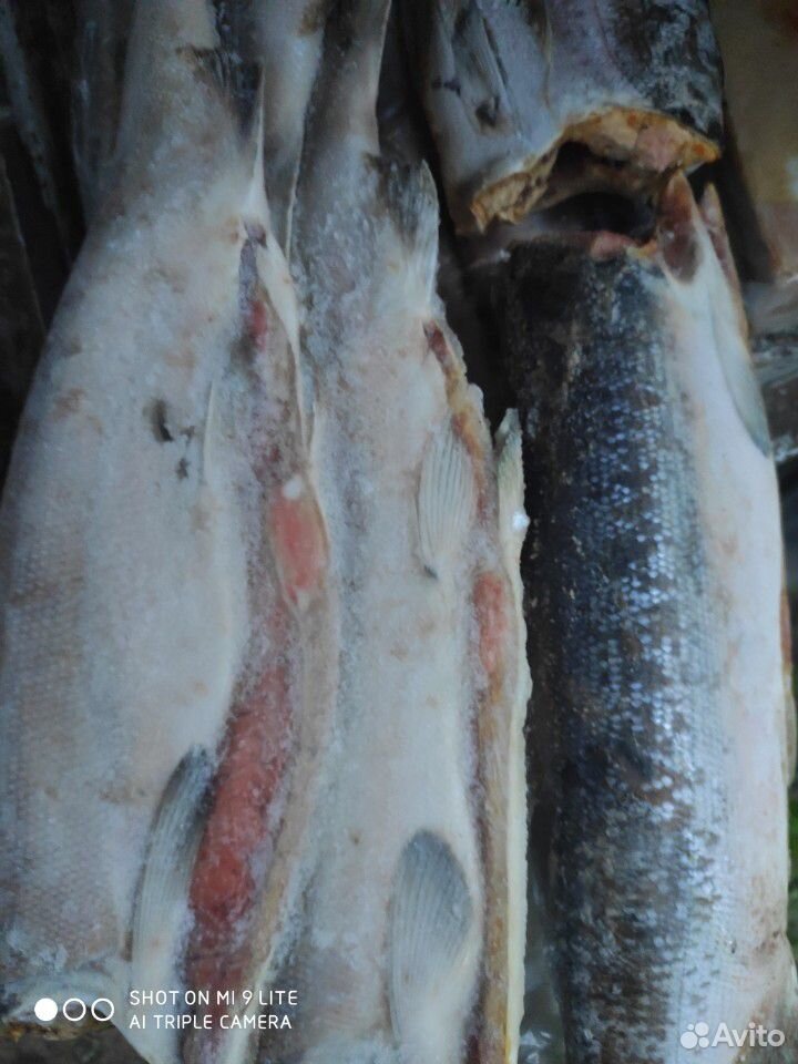 Продам морскую рыбу купить на Зозу.ру - фотография № 3