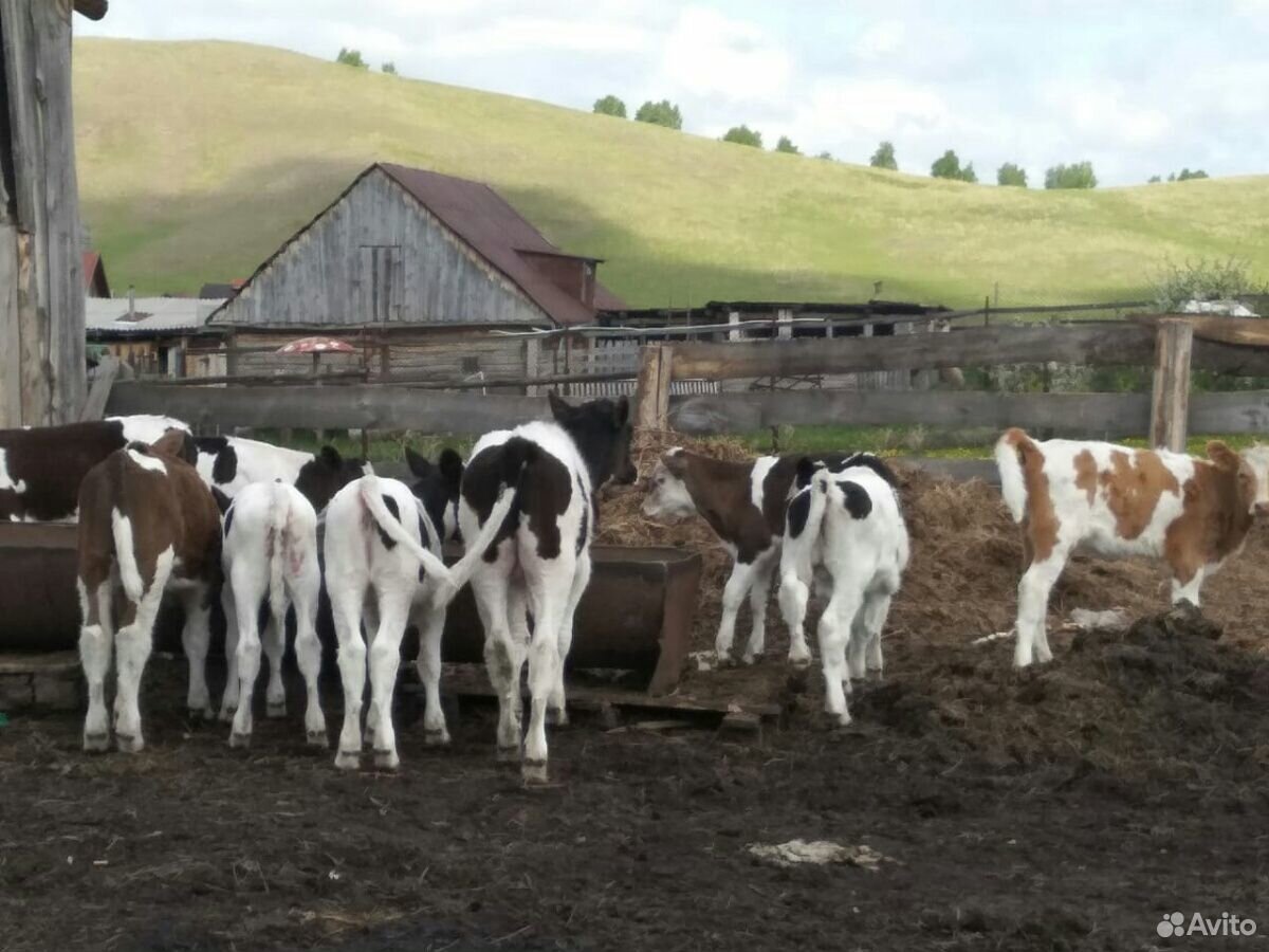 Продам 13 коров и 10 телят купить на Зозу.ру - фотография № 4