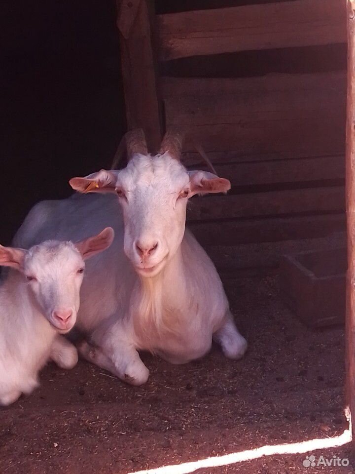 Продам коров,телят,коз и козлят,сено купить на Зозу.ру - фотография № 6