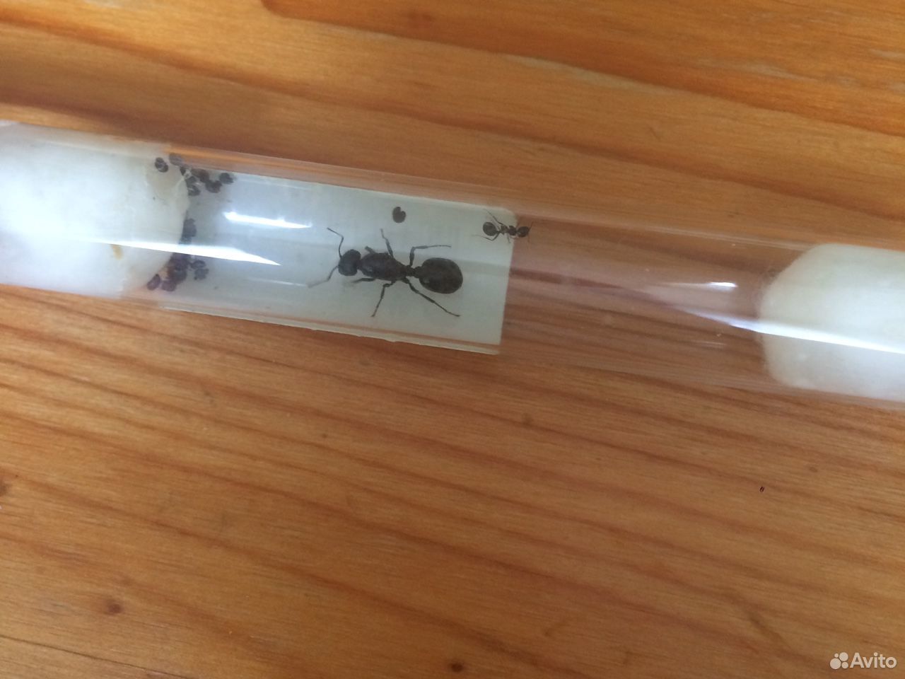 Готовый комплект муравьиной фермы «Усадьба» купить на Зозу.ру - фотография № 10