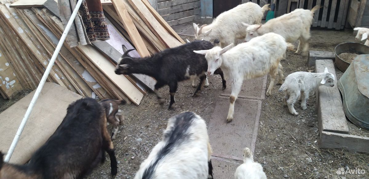 Продам козы купить на Зозу.ру - фотография № 10