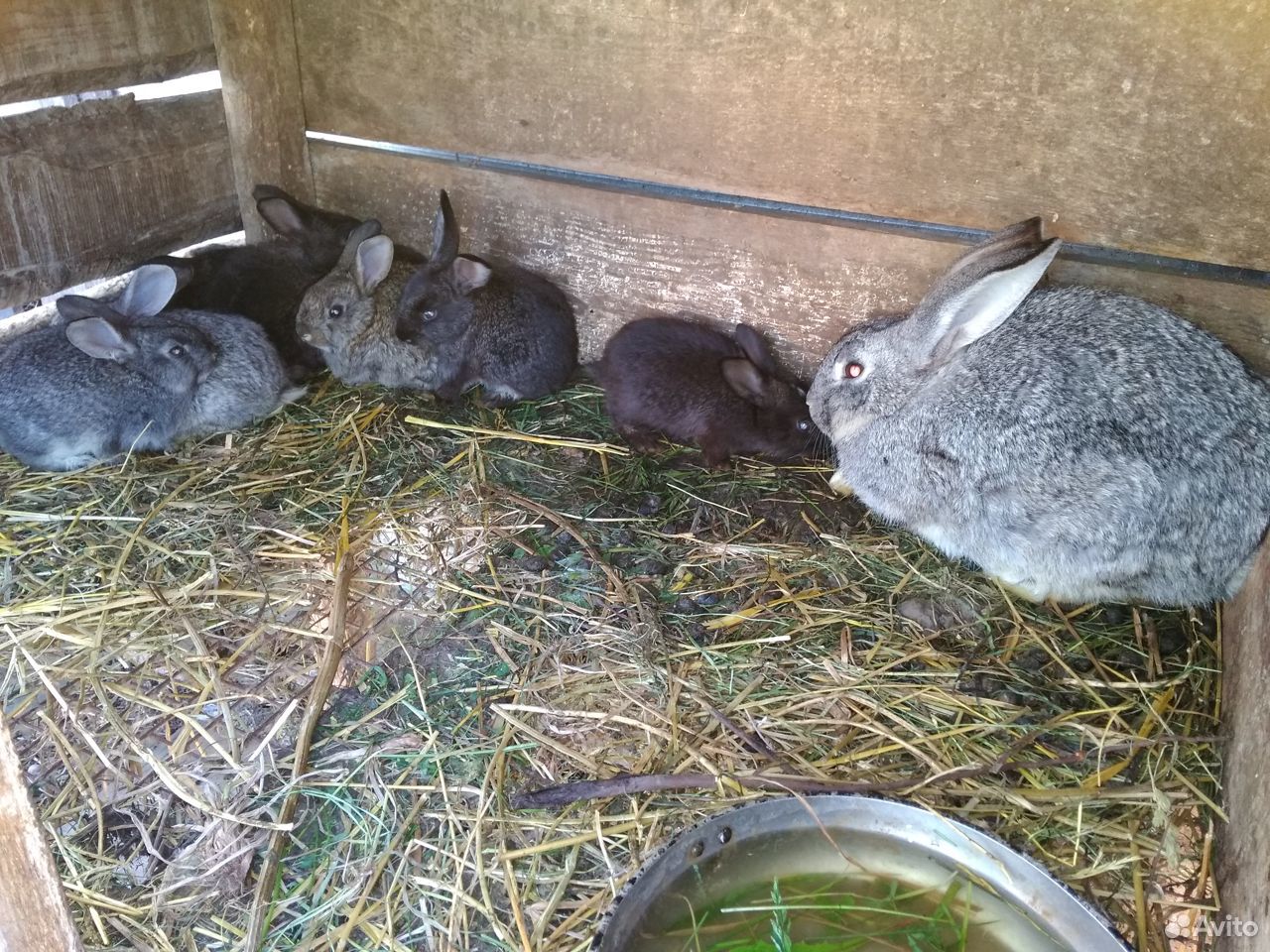 Кролик самка с 8-мью крольчатами купить на Зозу.ру - фотография № 2