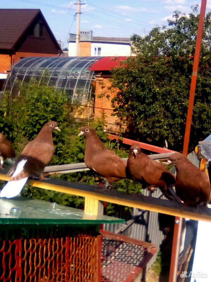 Николаевские голуби купить на Зозу.ру - фотография № 8