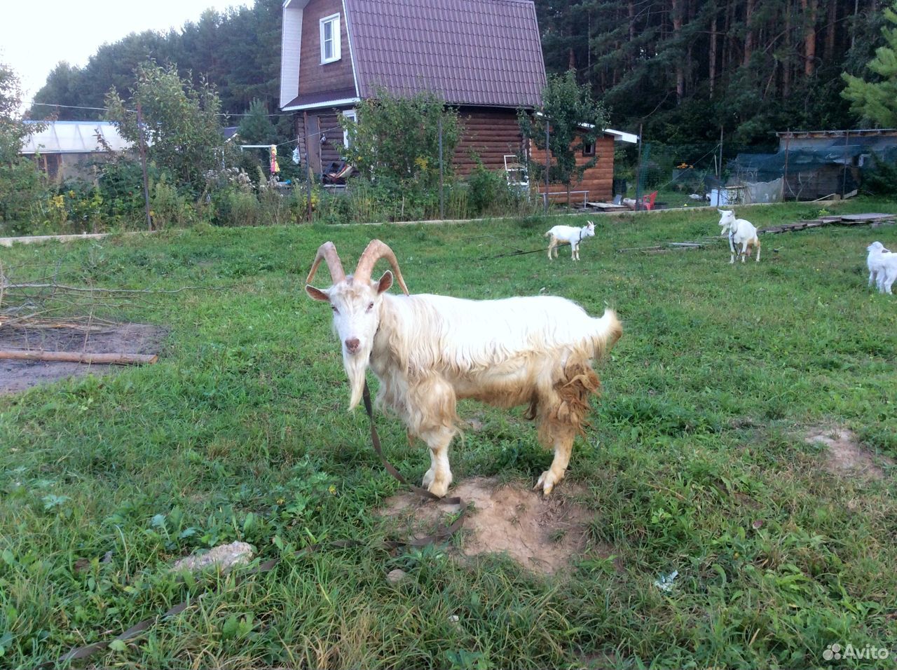 Козочка, коза и козёл зааненской породы купить на Зозу.ру - фотография № 3