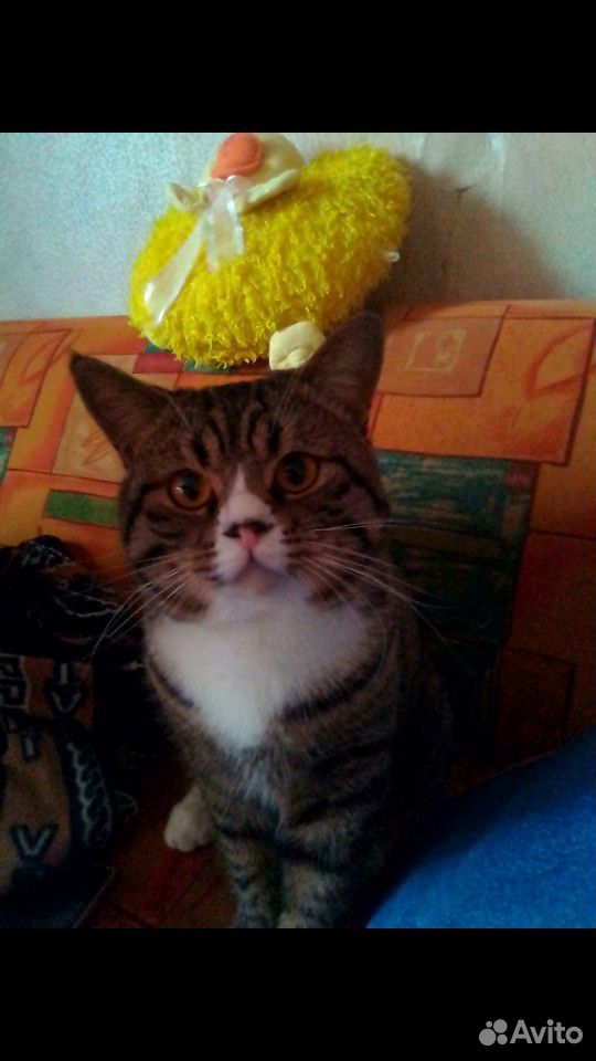 Потерялся кот купить на Зозу.ру - фотография № 1