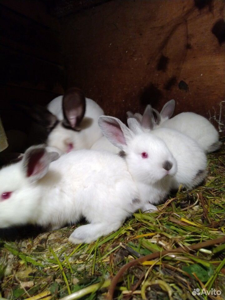 Кролики Калифорнийцы купить на Зозу.ру - фотография № 3