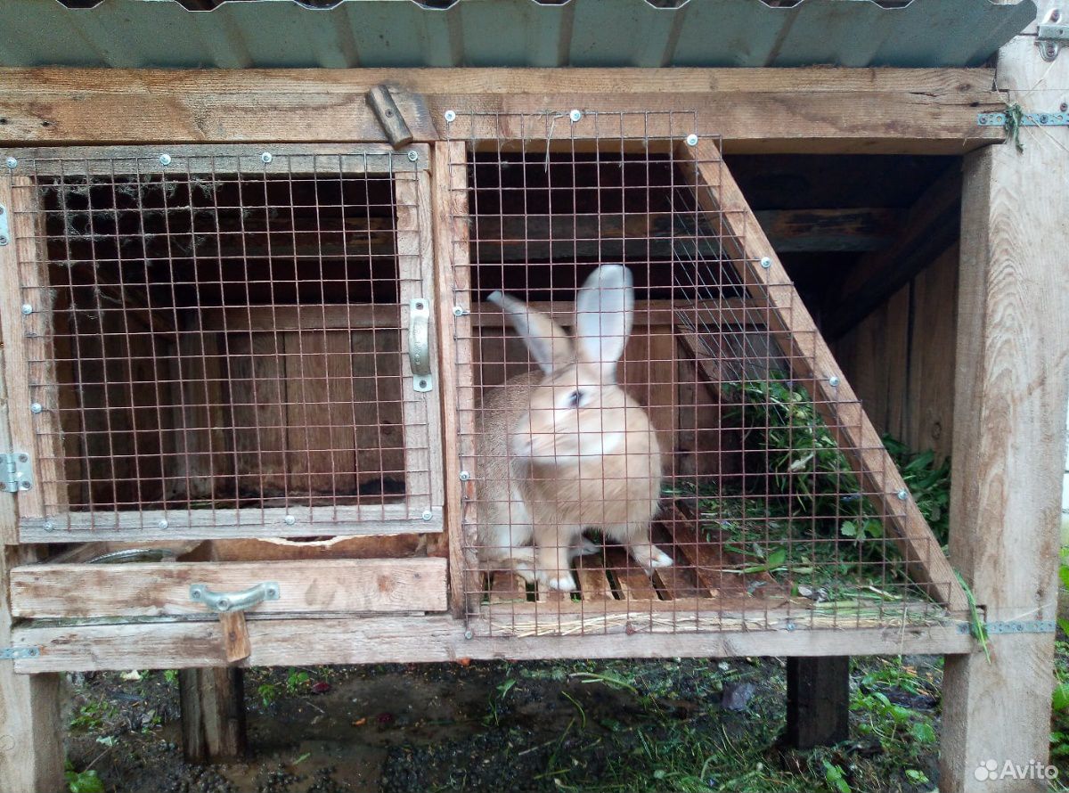 Крольчатник с кроликами купить на Зозу.ру - фотография № 8
