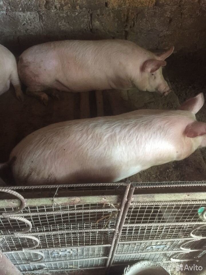 Продажа свиней живой вес 130, порода питрэн ландра купить на Зозу.ру - фотография № 2