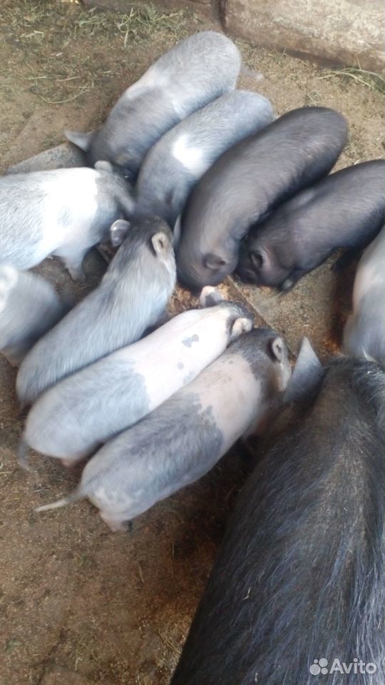 Поросята вьетнамских вислобрюхих свиней купить на Зозу.ру - фотография № 1
