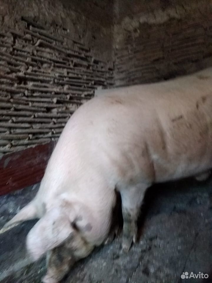 Продам свиней купить на Зозу.ру - фотография № 1