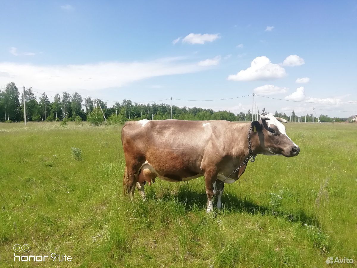 Корова высокоудойная купить на Зозу.ру - фотография № 6
