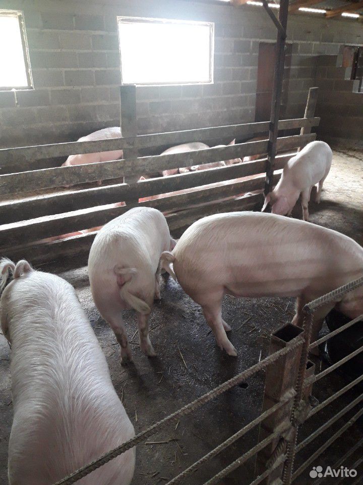 Молодняк свиней на мясо купить на Зозу.ру - фотография № 3