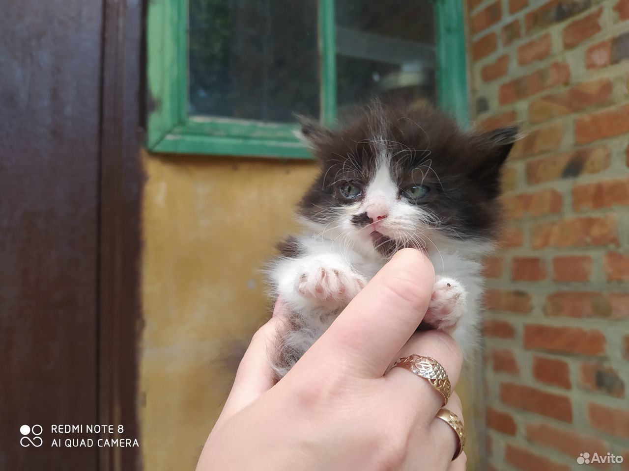 Отдам котят в хорошие руки,к лотку приучены купить на Зозу.ру - фотография № 5