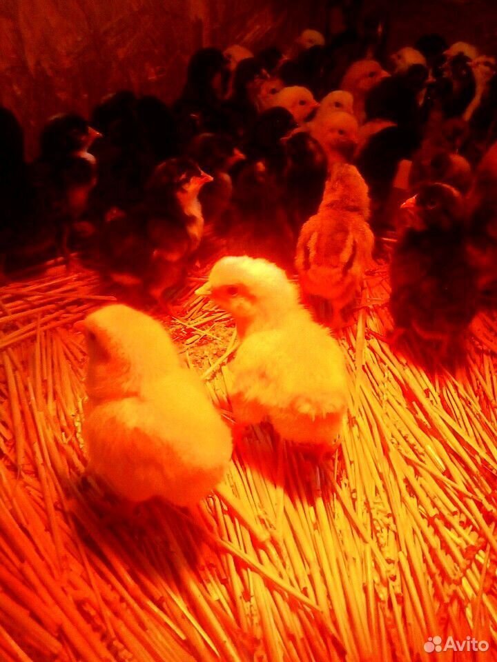 Цыплята купить на Зозу.ру - фотография № 2