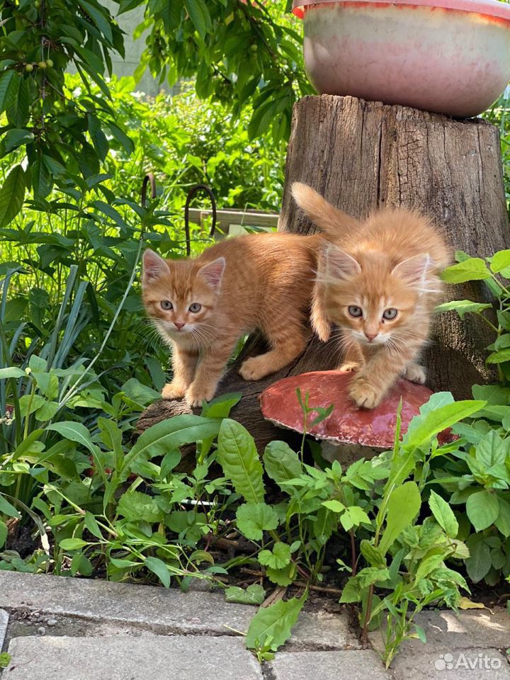 Два веселых рыженьких котёнка купить на Зозу.ру - фотография № 1