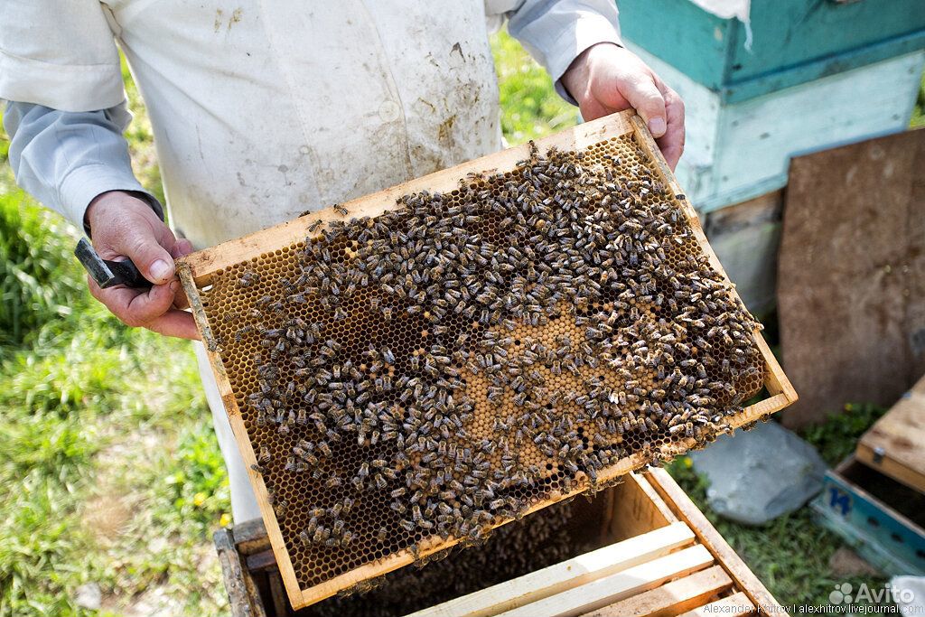 Продам пчелосемьи,отводки,рои купить на Зозу.ру - фотография № 1