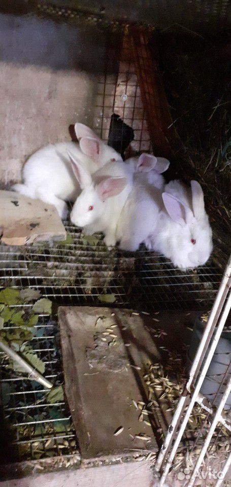 Крольчата-1месяц, кролы,кролихи, крольчата-2месяца купить на Зозу.ру - фотография № 1