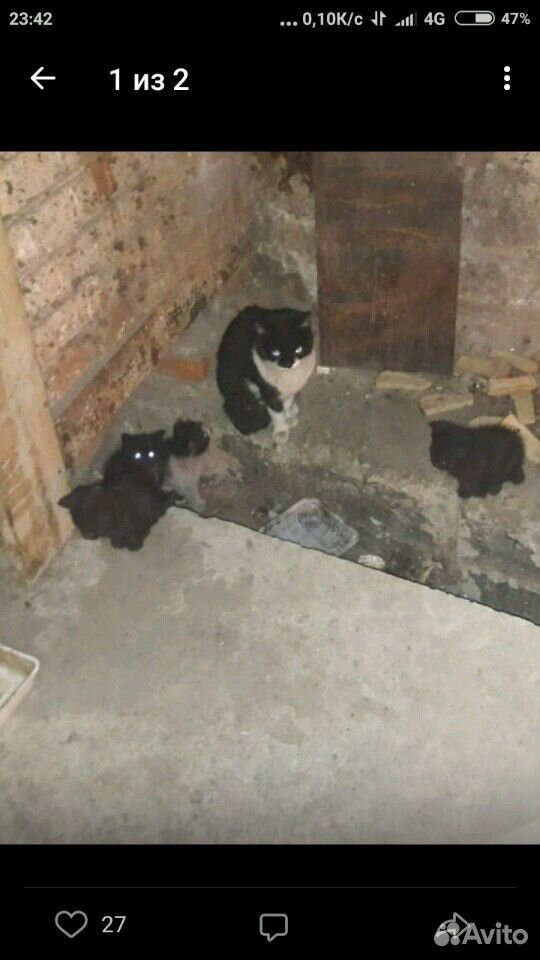 Кошка с котятами купить на Зозу.ру - фотография № 1