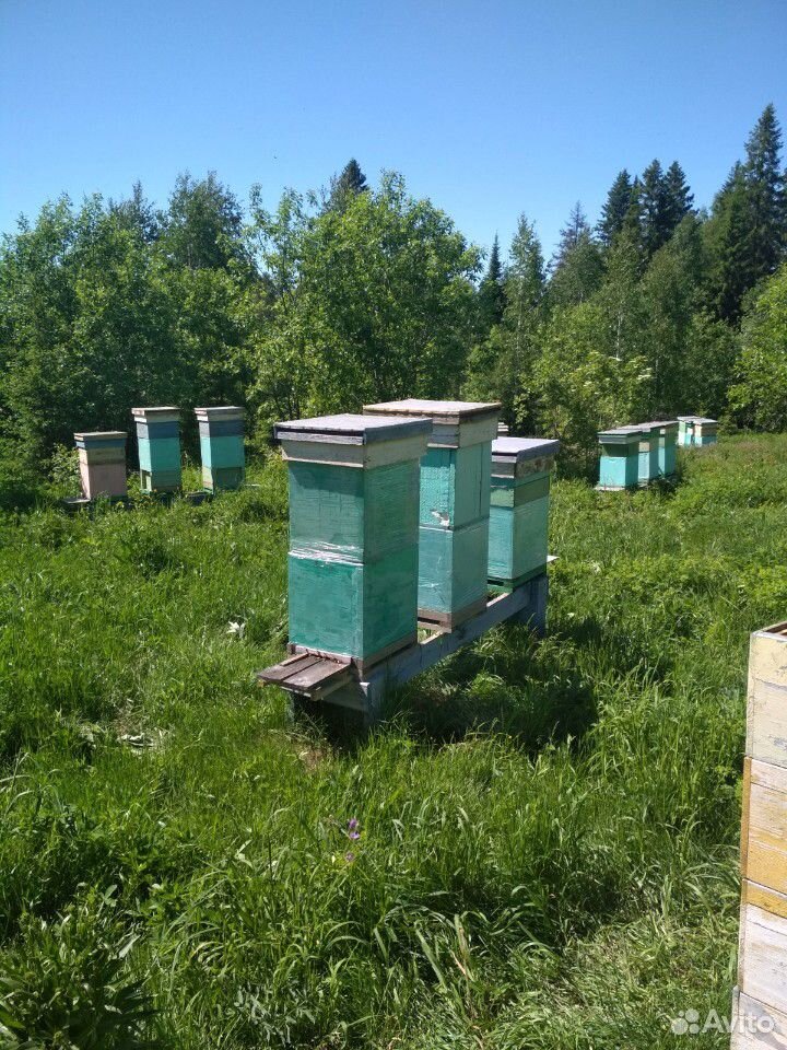 Рои среднерусской породы пчел купить на Зозу.ру - фотография № 1