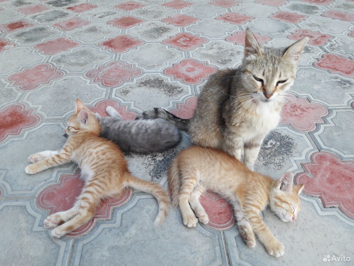 Кошка с котятами купить на Зозу.ру - фотография № 3