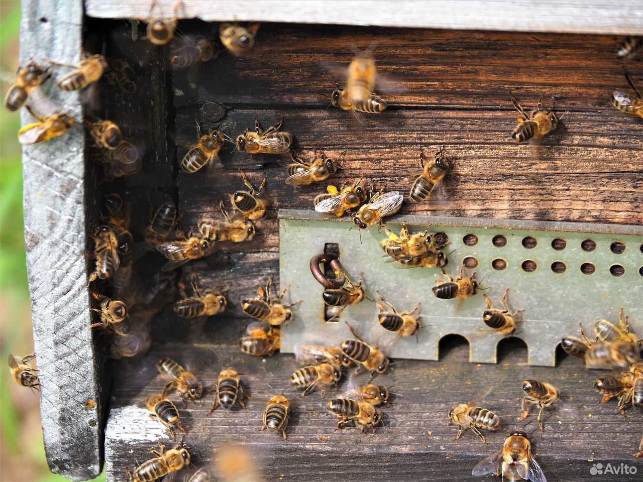 Пчелосемьи, рамки с расплодом купить на Зозу.ру - фотография № 3