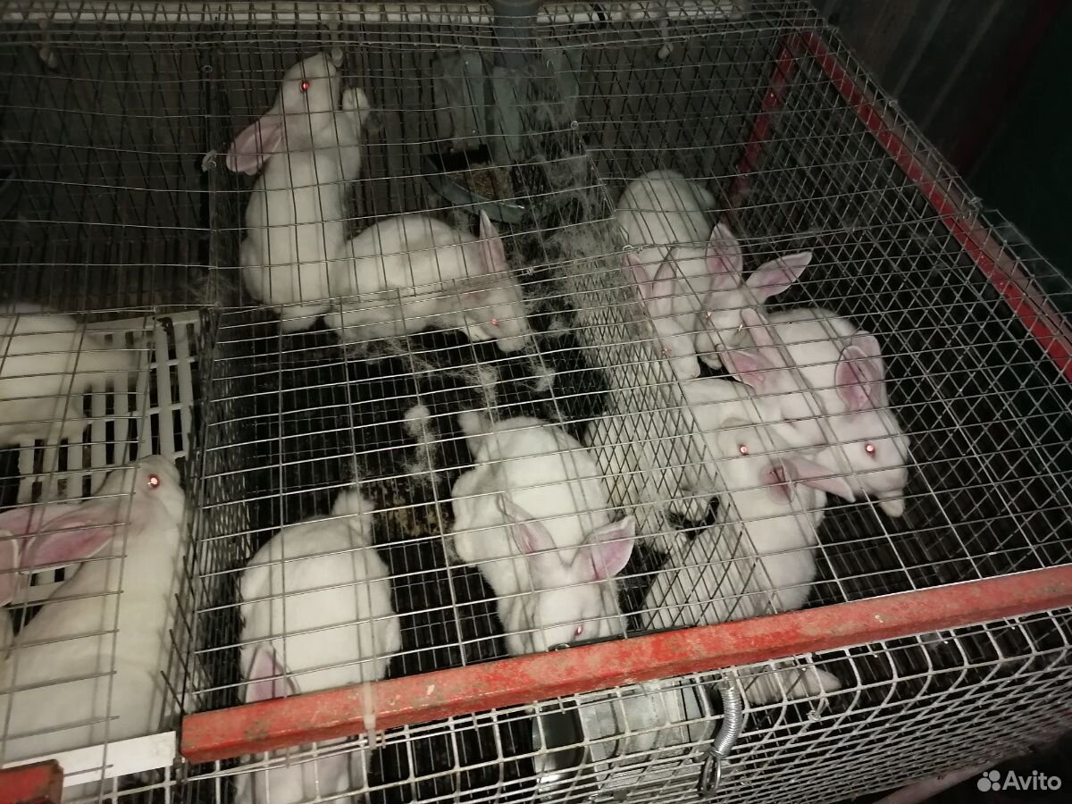 Кролики белый панон купить на Зозу.ру - фотография № 2