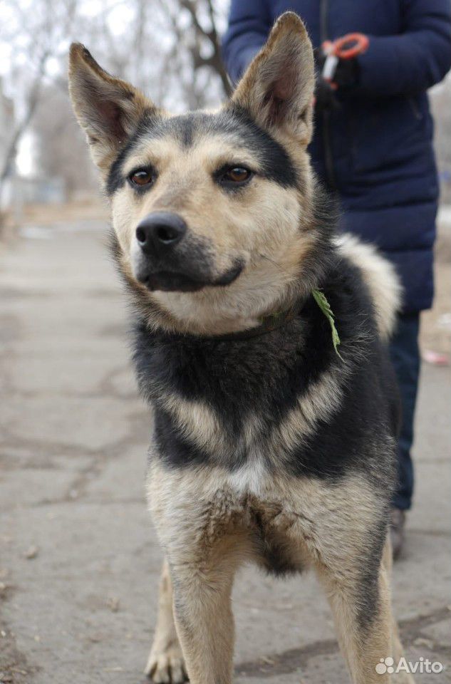 Собака настоящий охранник купить на Зозу.ру - фотография № 3