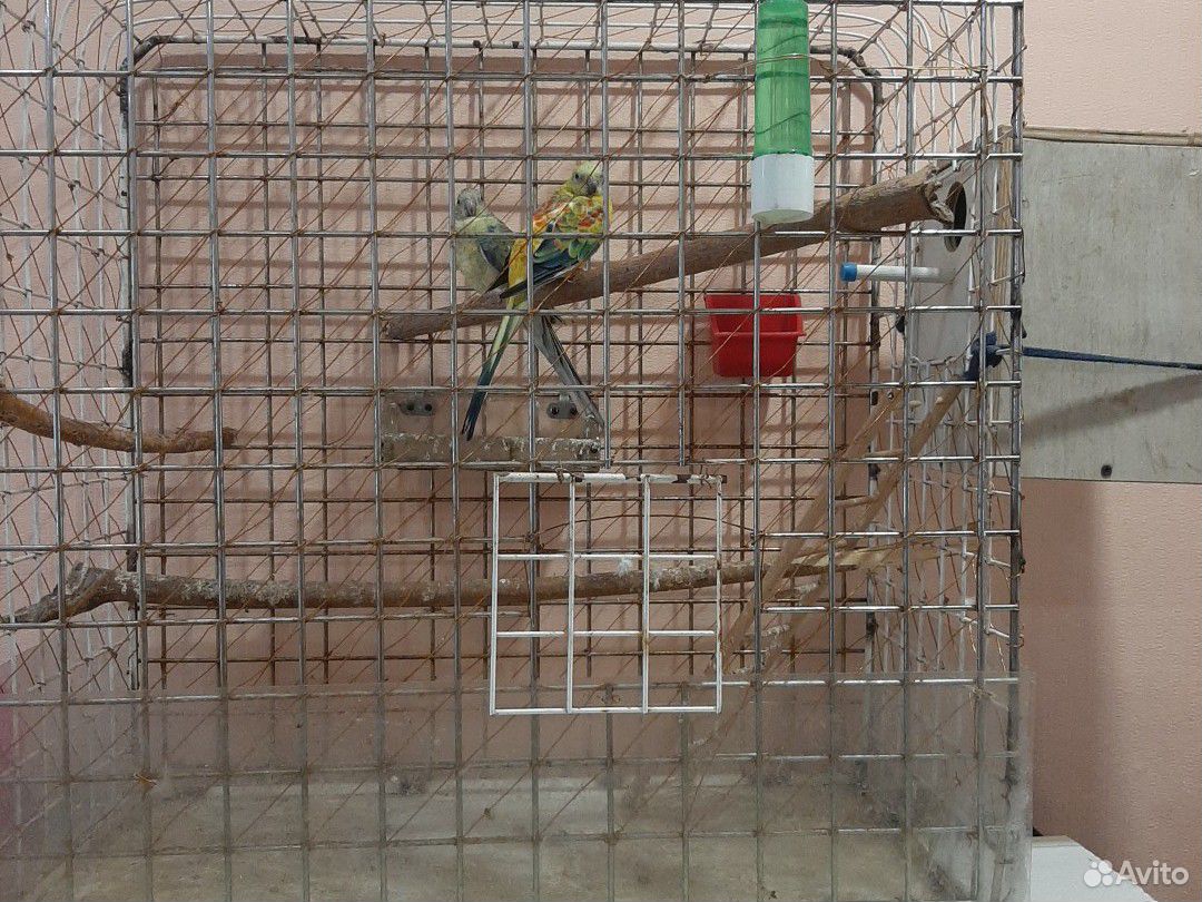 Продаю пару попугаев с клеткой купить на Зозу.ру - фотография № 1