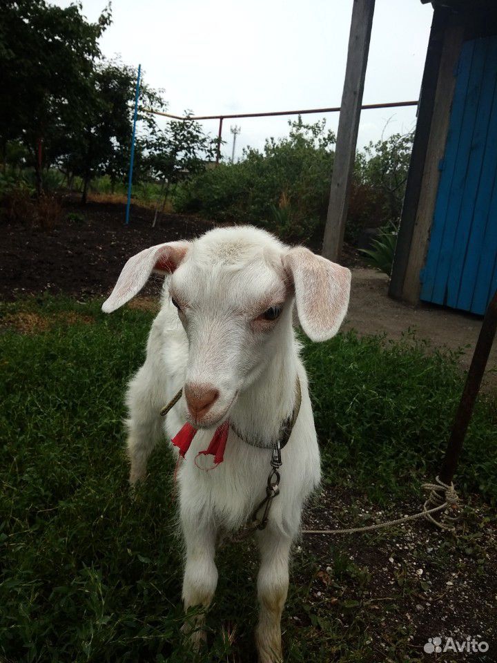 Продаю дойную козу с козочкой купить на Зозу.ру - фотография № 5
