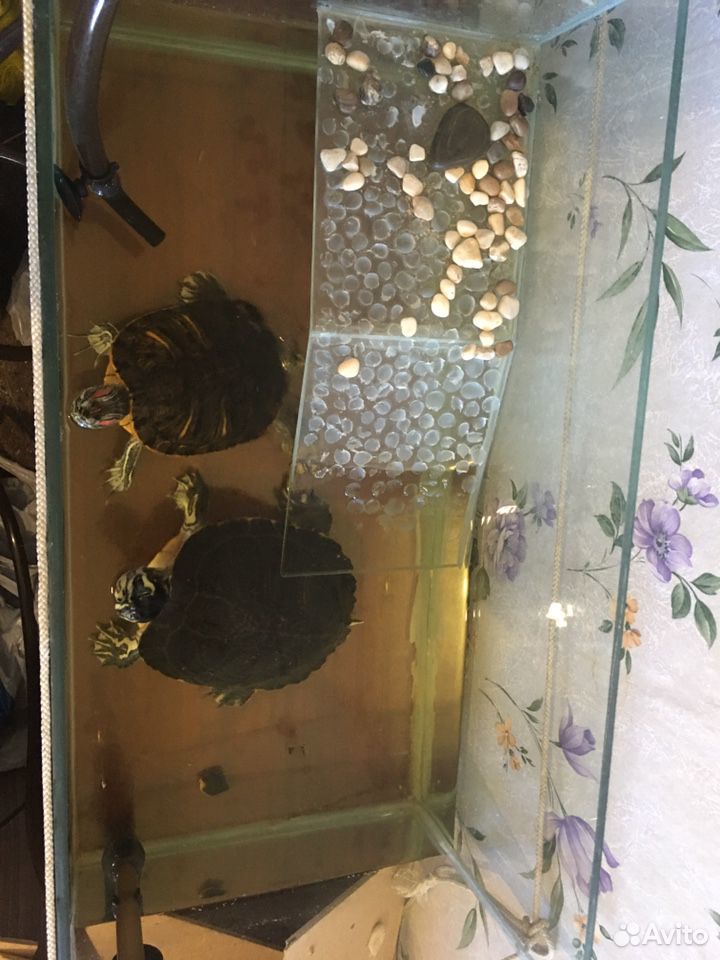 Черепахи красноухие, мальчик и девочка купить на Зозу.ру - фотография № 2