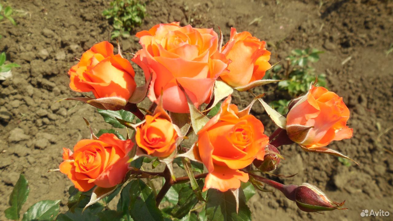 Саженцы роз купить на Зозу.ру - фотография № 10