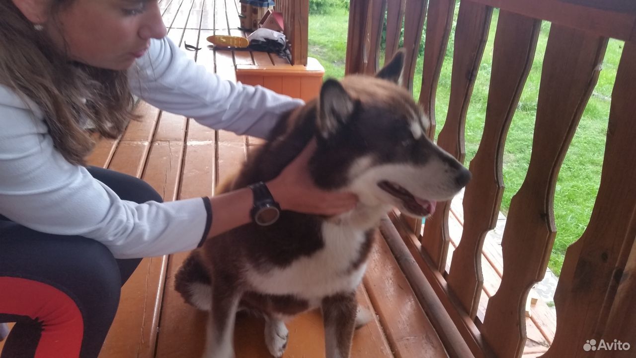 Найдена собака сибирский хаски купить на Зозу.ру - фотография № 2