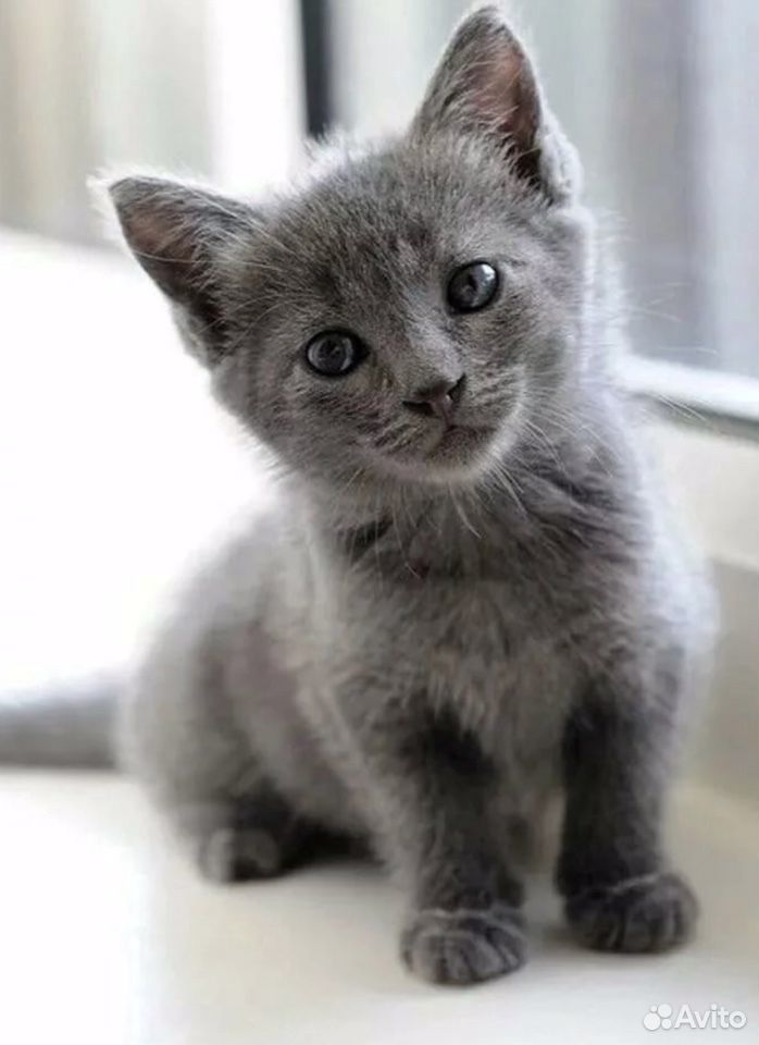 Серый котенок купить. Серый котёнок. Британские котята серые. Серые котята фото. Серые котята мальчики.