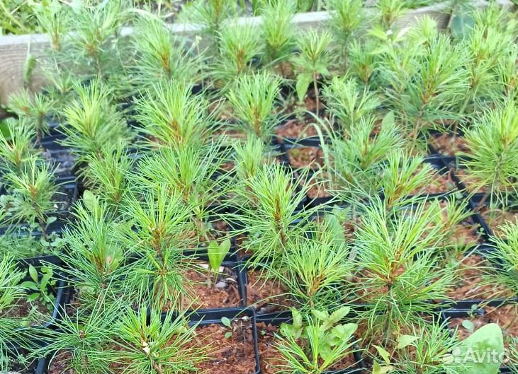 Саженцы кедра сибирского Pinus Sibirica зкс купить на Зозу.ру - фотография № 2