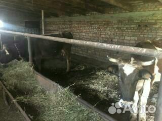 Продам коров с телятами купить на Зозу.ру - фотография № 5