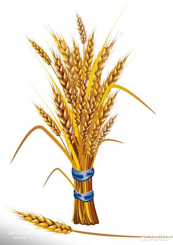 Продаётся зерно купить на Зозу.ру - фотография № 1