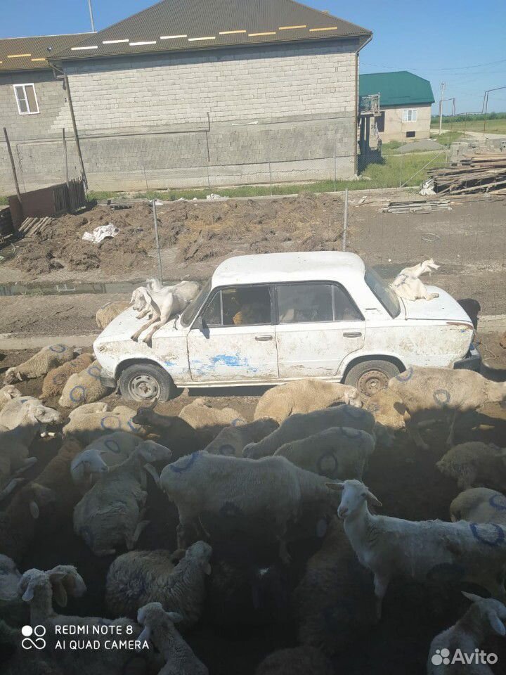 Барашки козы купить на Зозу.ру - фотография № 2
