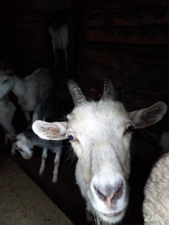 Животные козы купить на Зозу.ру - фотография № 1