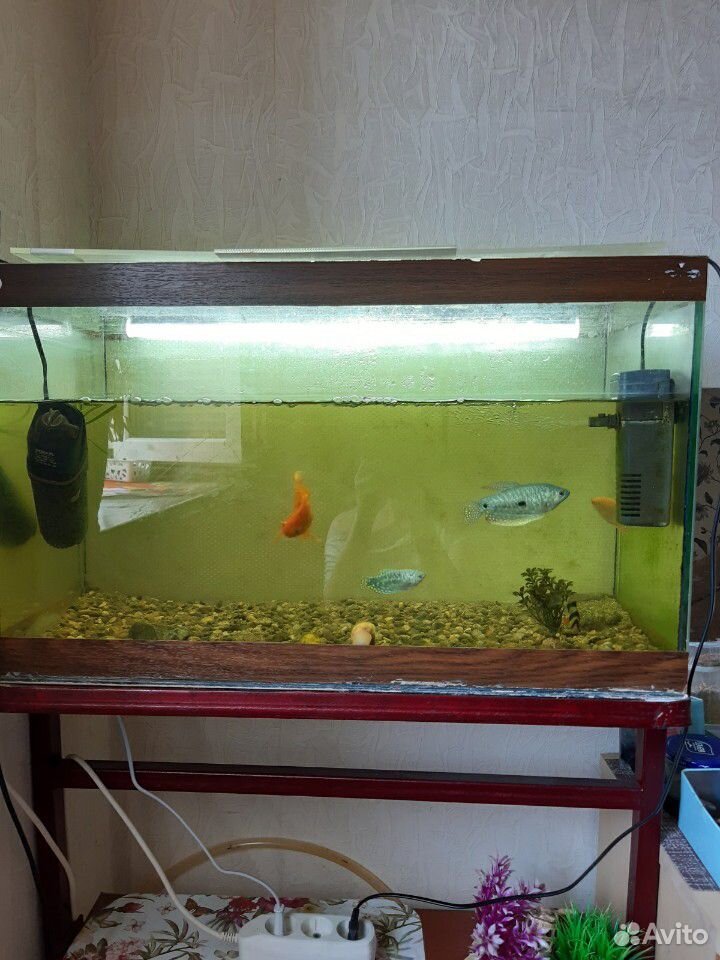 Продается аквариум с рыбками. В связи с переездом купить на Зозу.ру - фотография № 2